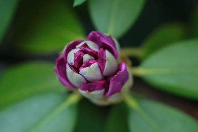 Close-up of pink flower