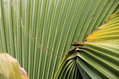 Close up of palm leaves 