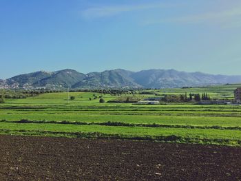 Scenic view of agricultural field against sky