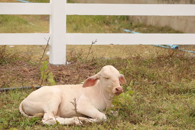 View of a dog relaxing on field