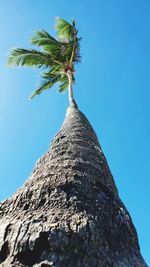 Low angle view of coconut palm tree against clear blue sky