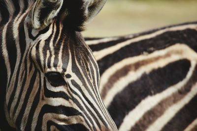 Close-up of zebra