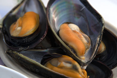 High angle view of boiled shell in plate on table
