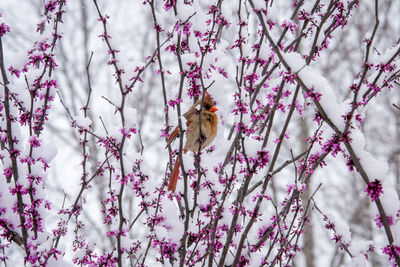 View of cherry blossom tree