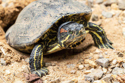 Close-up of turtle on rock