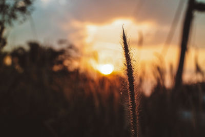 Close-up of stalks against sunset
