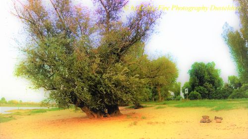 Trees on field against sky