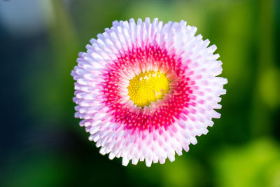 Close-up of pink flower