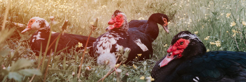 Male and female musk or indo ducks on farm grass. breeding poultry in small scale domestic farming