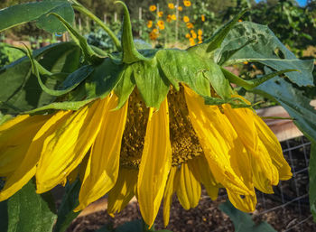 Close-up of sunflower blooming outdoors