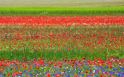 Red flowering plants on field