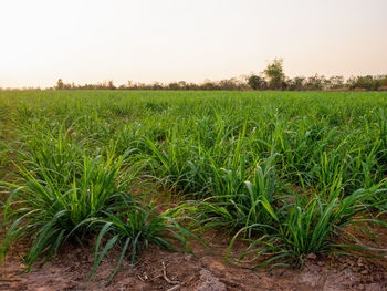 Scenic view of agricultural field against clear sky