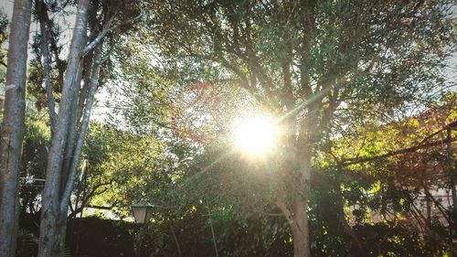 Low angle view of trees against sky