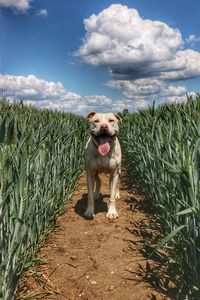 Dogs on field against sky