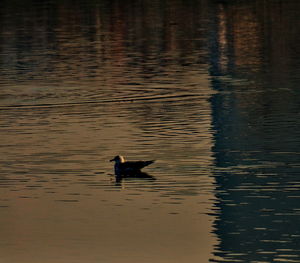 Ducks on water