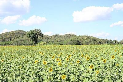 Scenic view of field against sky
