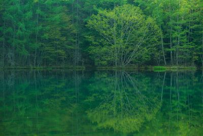 Scenic view of lake in forest
