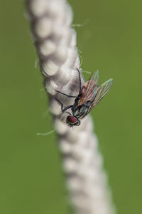 Close-up of insect on leaf