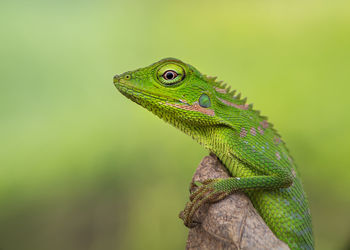 Close-up of lizard