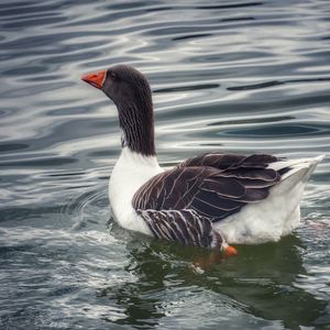 Duck swimming in lake