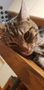 Close-up portrait of a cat at home