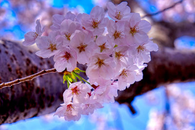 Close-up of cherry blossom