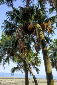 Low angle view of palm tree against clear sky