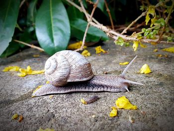 Close-up of snail on leaves