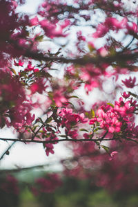 Close-up of pink flowers