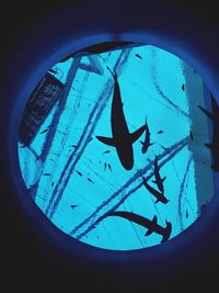 Low angle view of silhouette fish swimming in aquarium