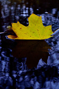Close-up of maple leaf in water