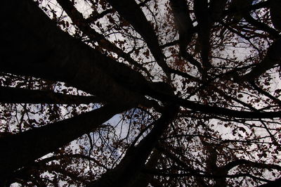 Low angle view of silhouette trees against sky