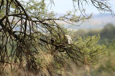 Close-up of bare tree branches