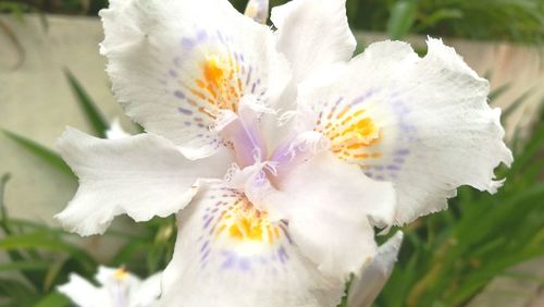 Close-up of white flower blooming on tree