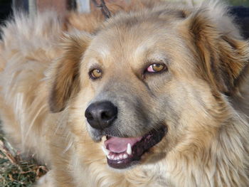 Close-up portrait of golden retriever