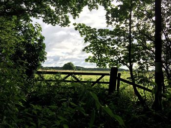 Trees on landscape against cloudy sky