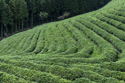 Scenic view of agricultural field