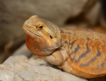 Close-up of lizard on rock