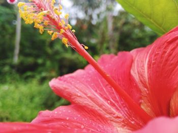 Close-up of wet red flower