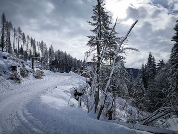 Snow covered pine trees against sky during winter