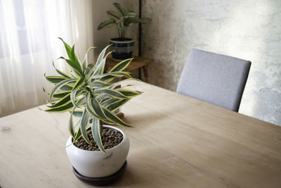 Potted plant on table at home