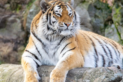 Tiger lying on rock 