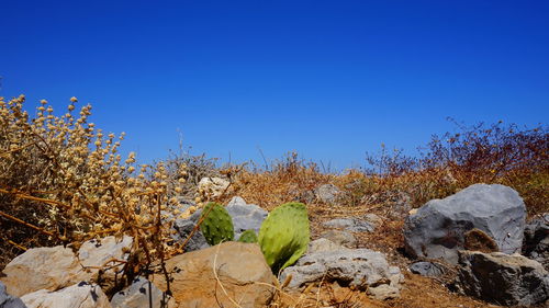Plants growing on field against clear blue sky