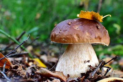 Close-up of mushroom growing in forest