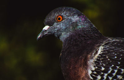Close-up of a bird