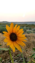 Close-up of yellow flower blooming in field against clear sky