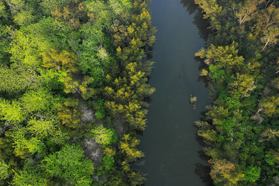 High angle view of trees in forest