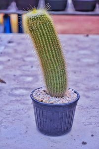 High angle view of succulent plant in pot