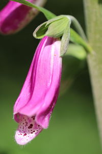 Close-up of pink rose flower