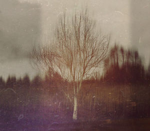 Bare trees on land during winter